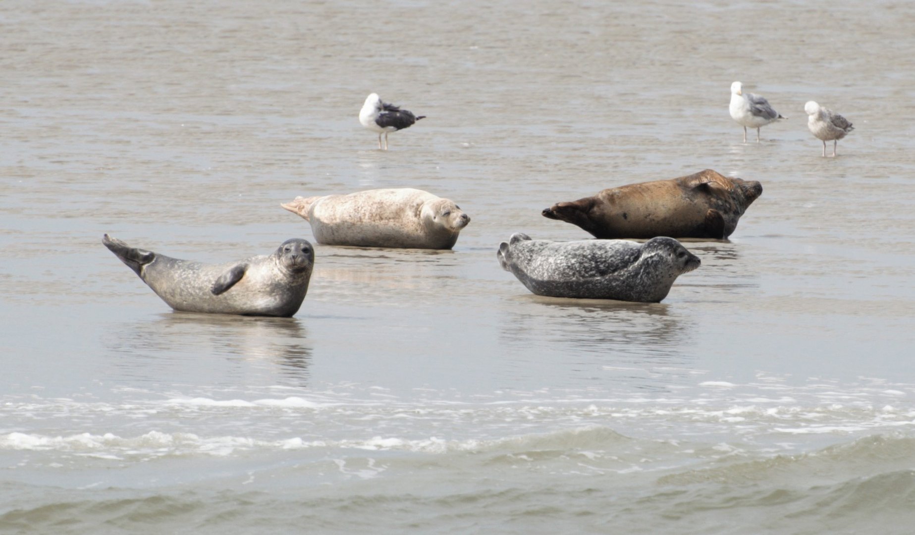 Schiffsausflug zu den Seehunden mit der MS Störtebeker