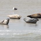 Schiffsausflug zu den Seehunden mit der MS Störtebeker