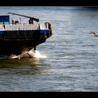 Schiffslotse an dem Donau