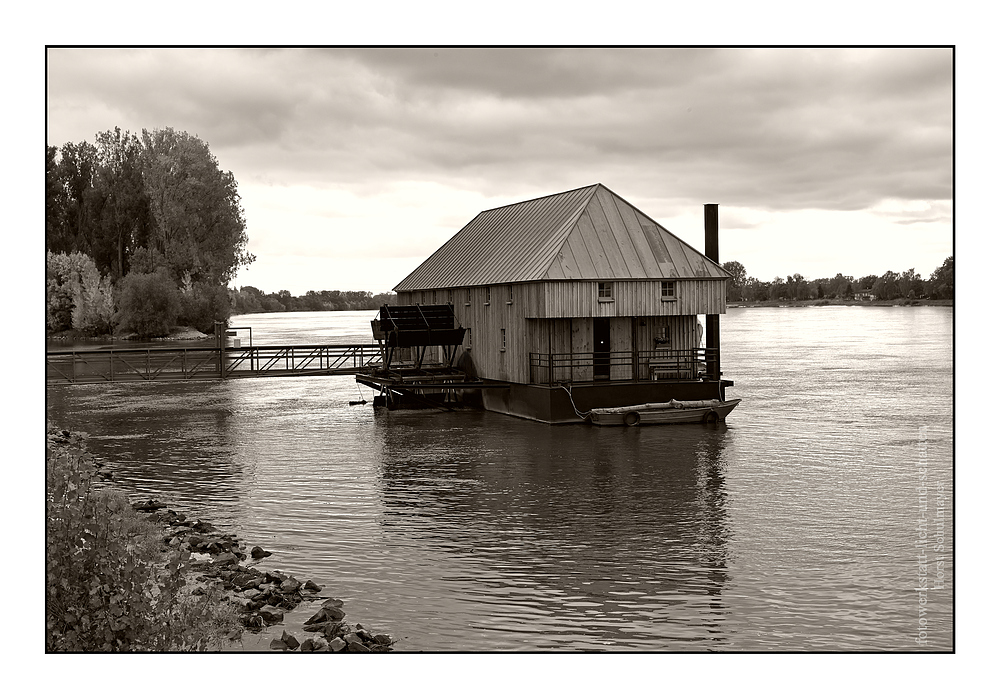 Schiffsmühle in Ginsheim - Rhein 1