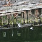 Schiffswrack im Hafen der Teerhofsinsel-Bad Schwartau-