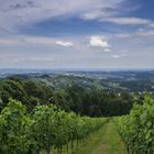 Schilcherweinstrasse Steiermark