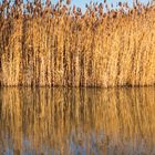 Schild am Neusiedler See