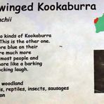 schild blue-winged kookaburra