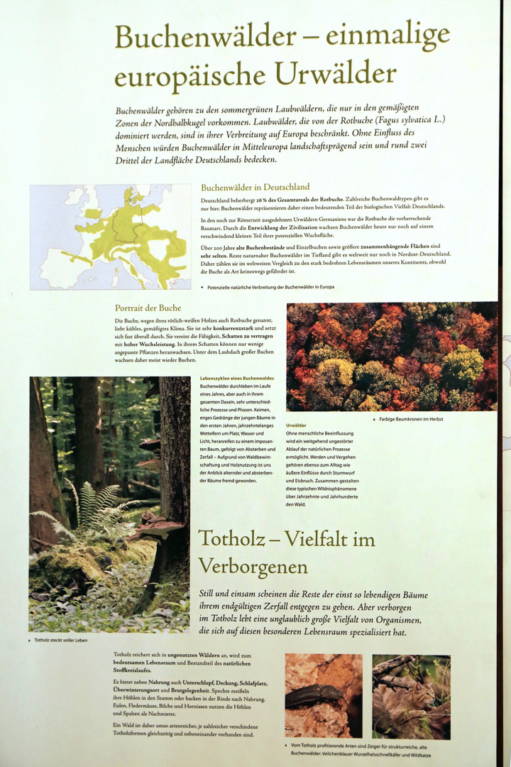 schild buchenwälder