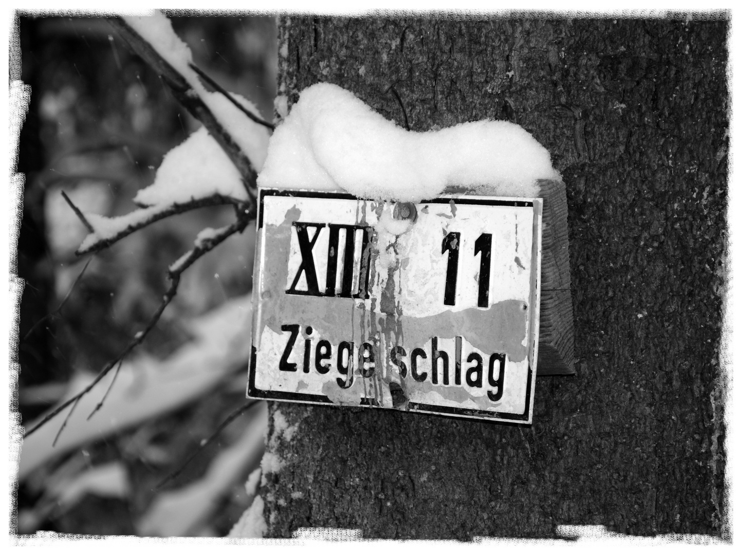 Schild