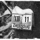 Schild