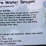 schild eastern water dragon
