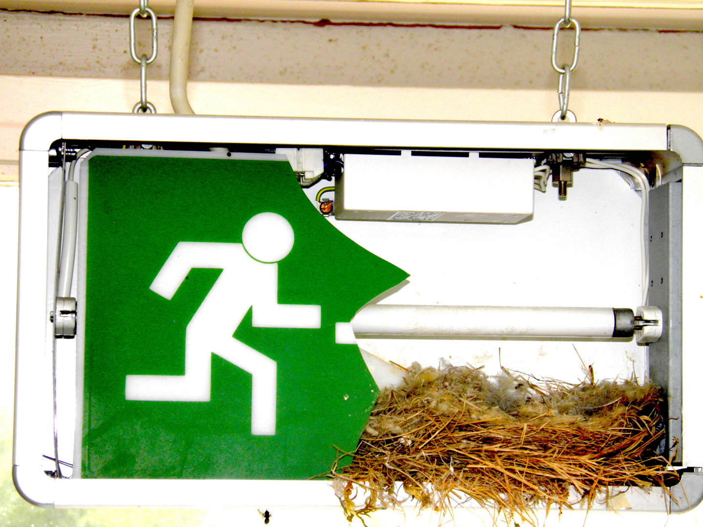 Schild Fluchtweg mit Vogelnest