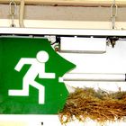 Schild Fluchtweg mit Vogelnest