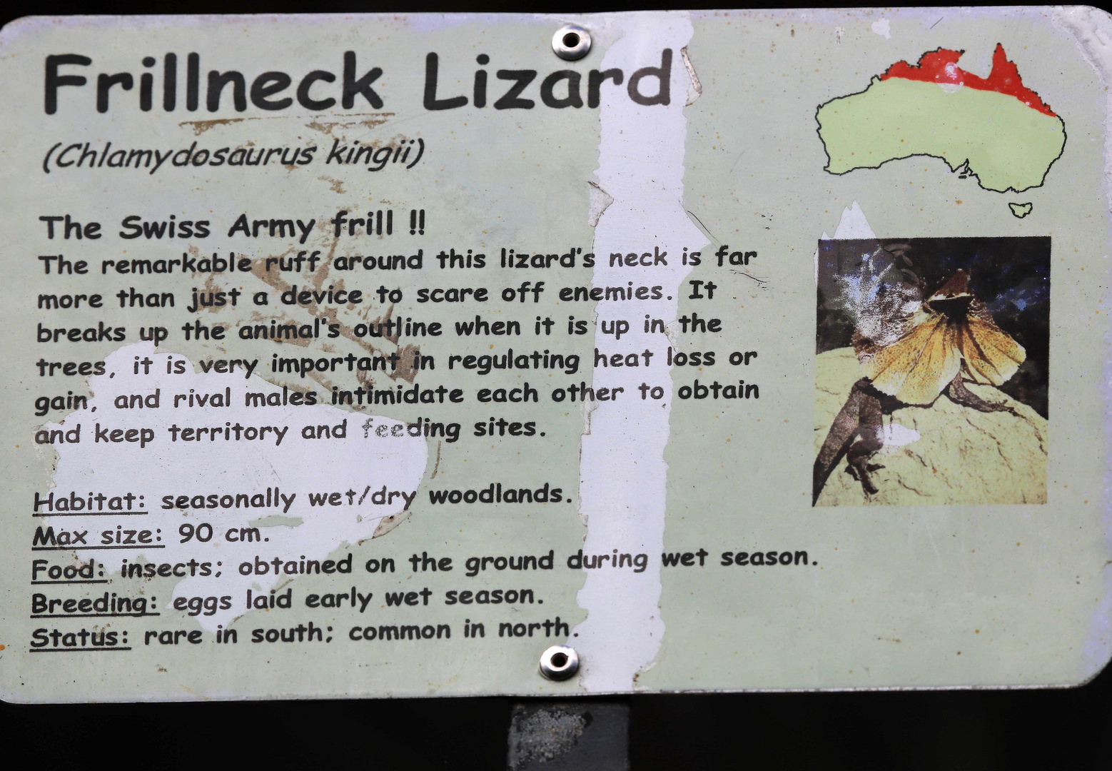 schild frillneck lizard