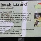 schild frillneck lizard