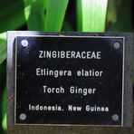 schild ginger