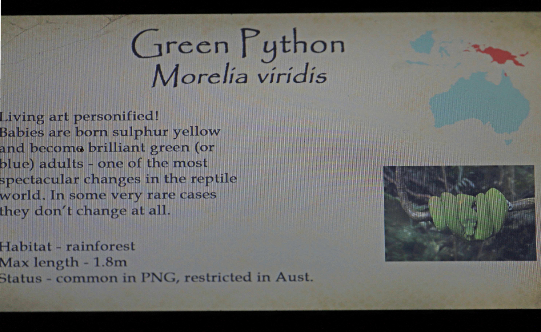 schild green python