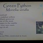 schild green python