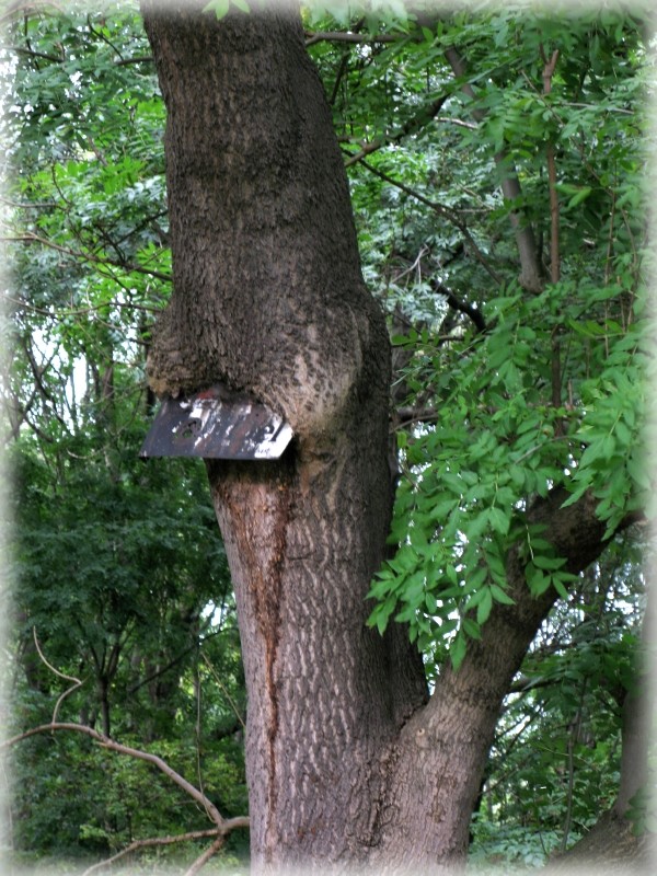 Schild (im) Baum