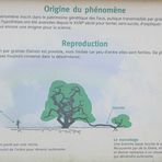 schild: origine du phenomen