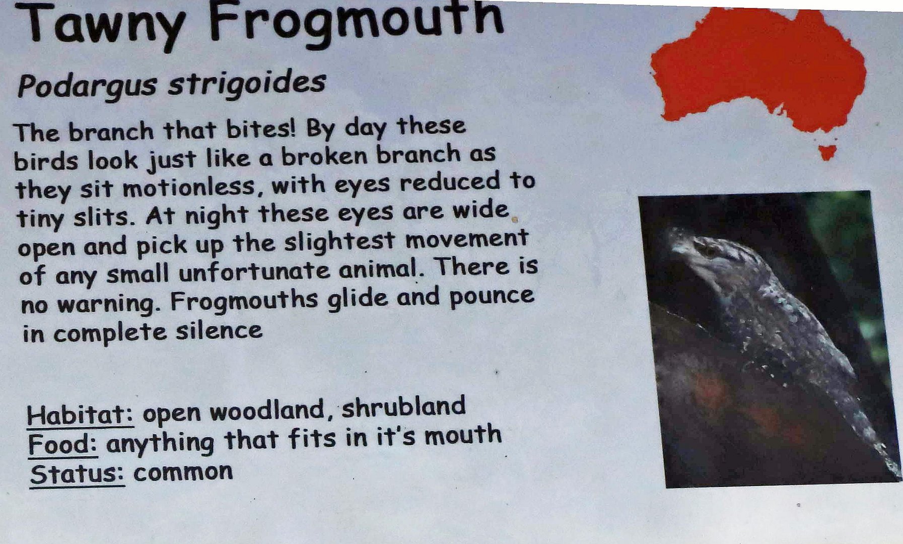 schild tawny frogmouth
