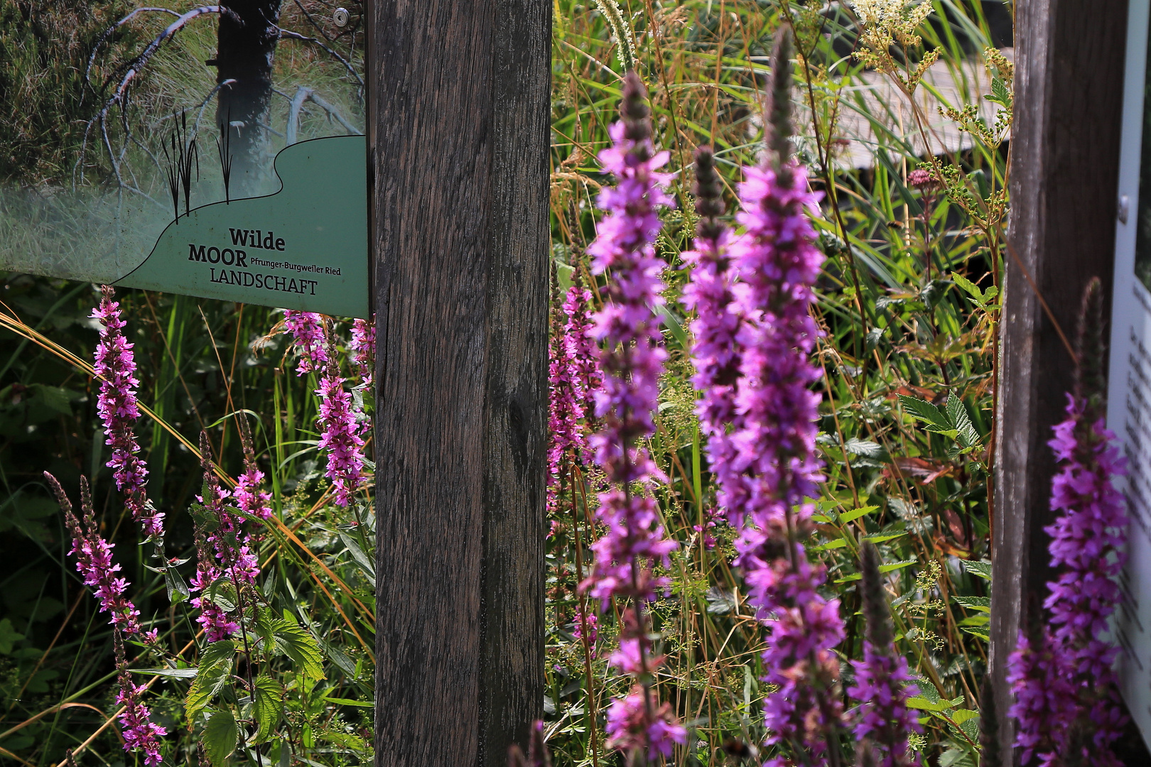  schild wilde moorlandschaft