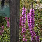  schild wilde moorlandschaft