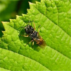 Schildbeinige Silbermundwespe (Crabro cribarius), Weibchen