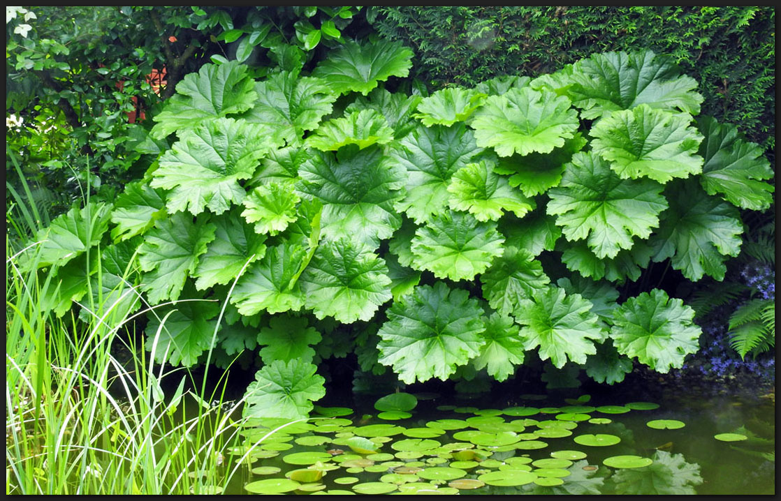 Schildblätter am Gartenteich