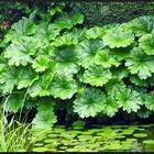 Schildblätter am Gartenteich