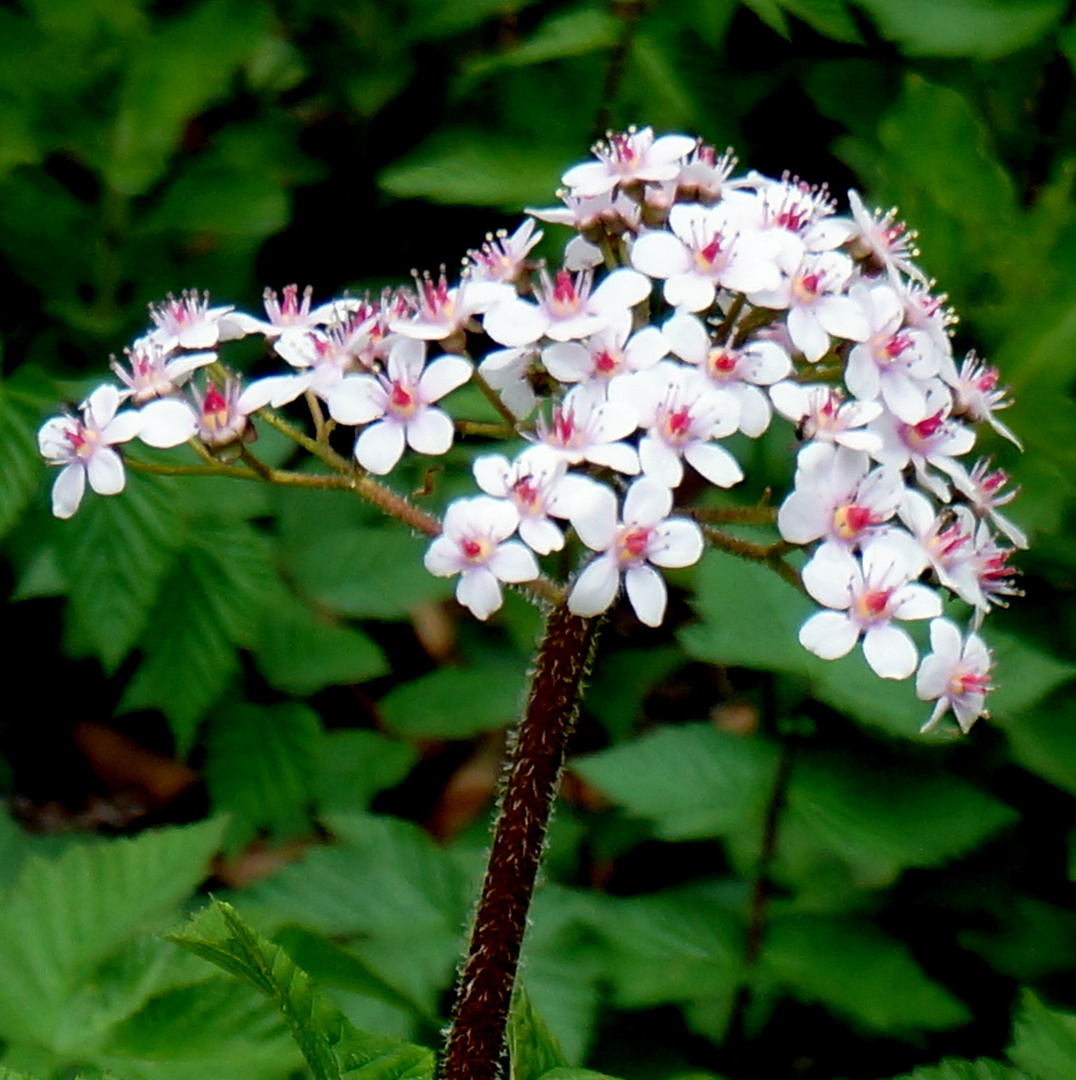 Schildblatt