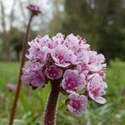 Schildblatt oder Darmera peltata ...