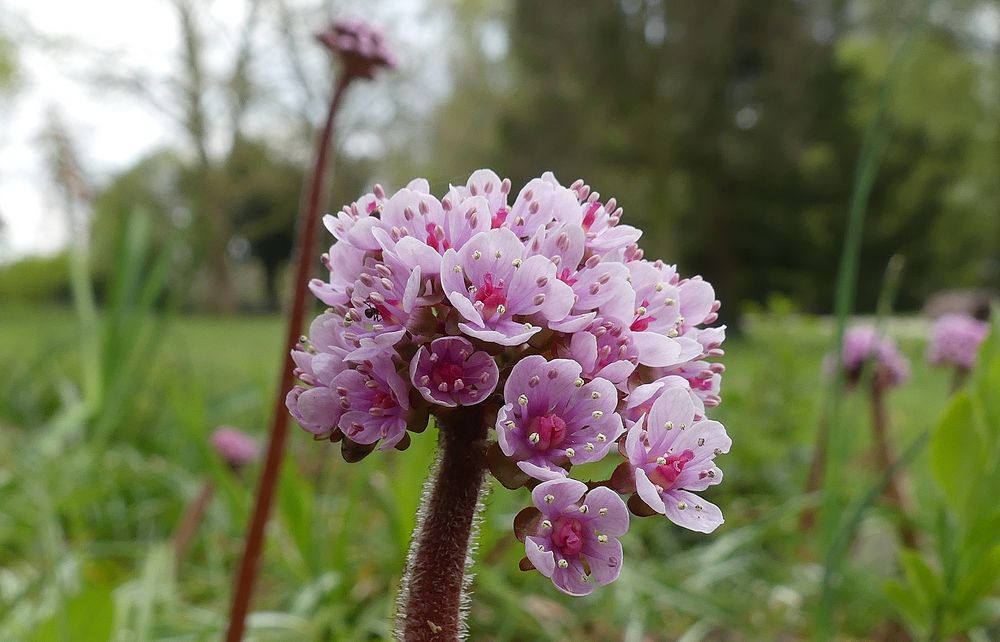 Schildblatt oder Darmera peltata ...