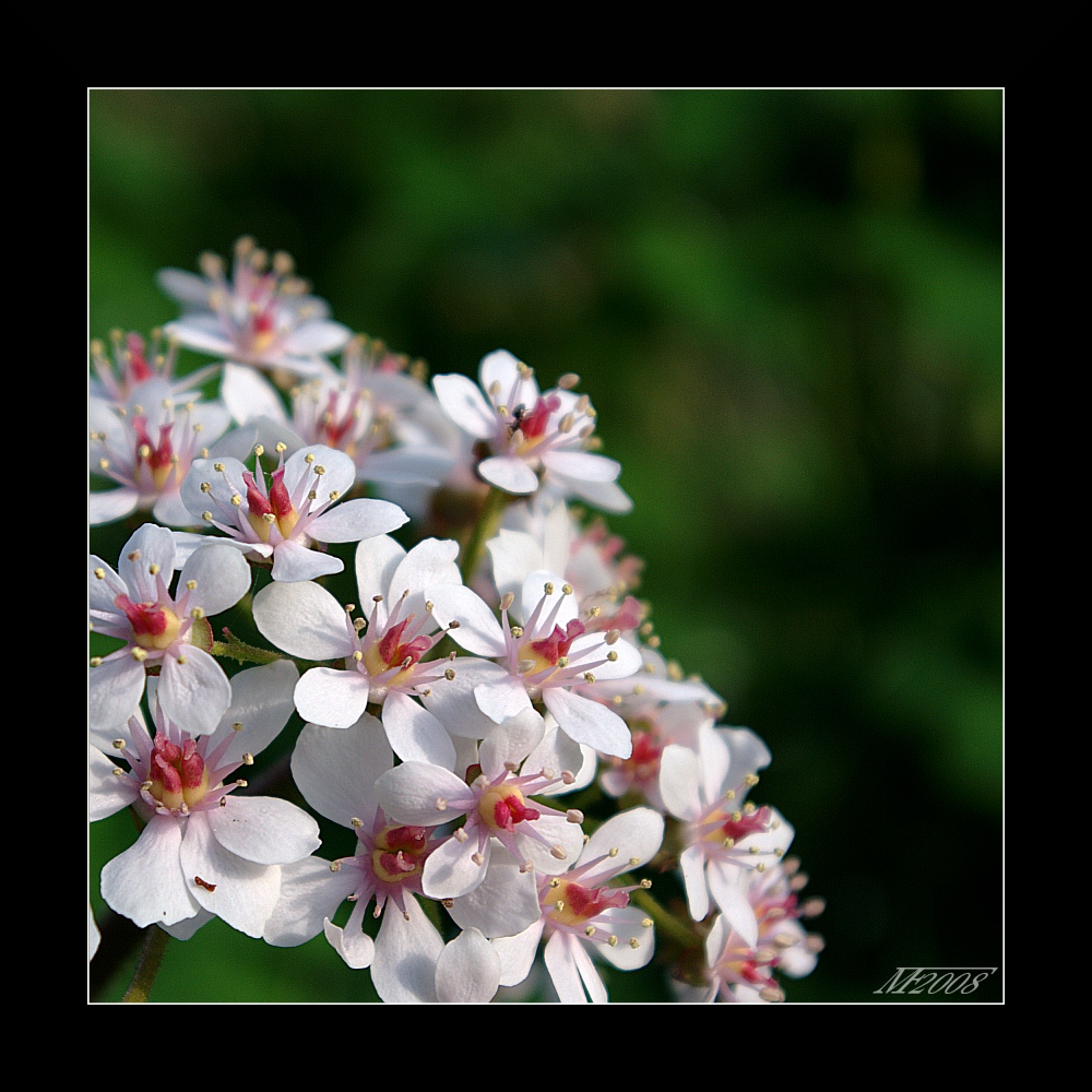 Schildblatt / umbrella plant