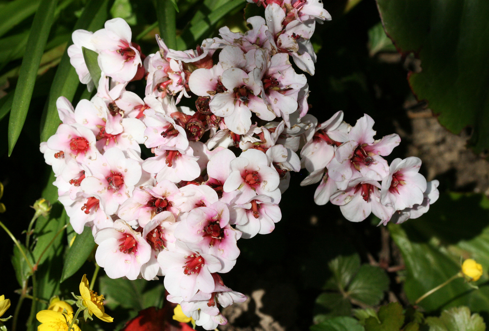 Schildblattblüten zum Mittwoch