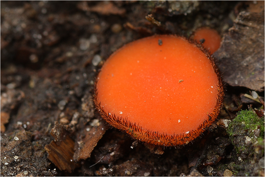 Schildborstling (Scutellinia spec.)