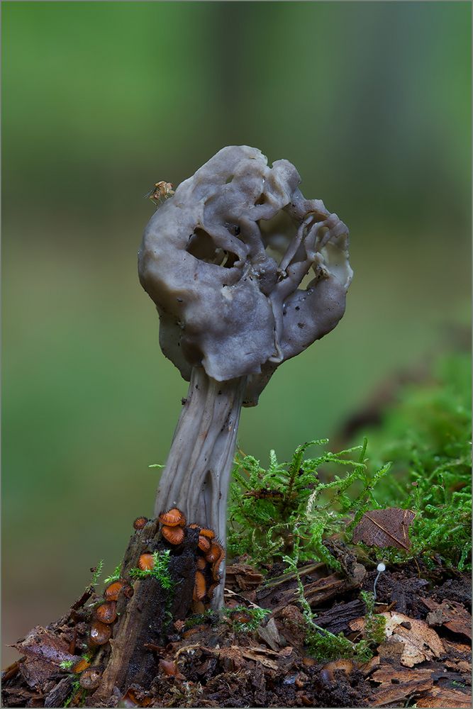 Schildborstlinge besetzen eine Lorchel :-)