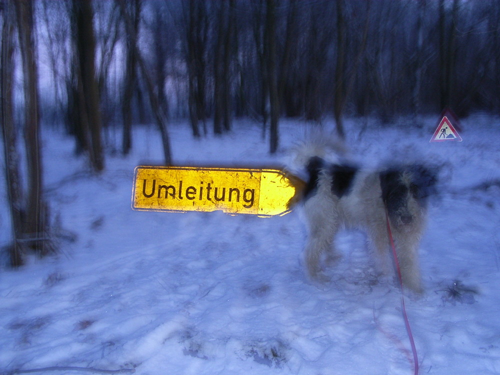 Schilderwald ->Hund