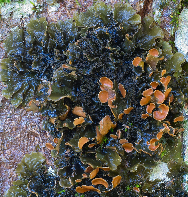 Schildflechte (Peltigera)?