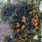 Schildflechte (Peltigera)?