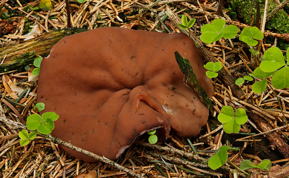 Schildförmige Lorchel 2