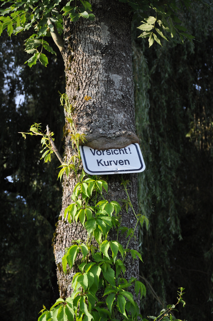 Schildfressender Baum