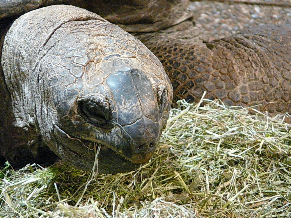 schildi bei reptilienausstelung vivarium