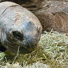 schildi bei reptilienausstelung vivarium