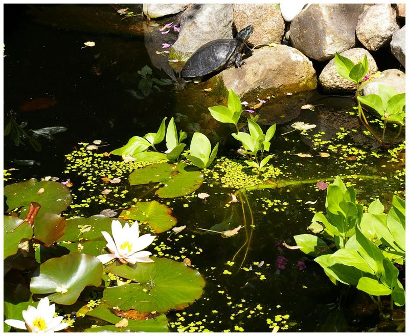 " Schildi " beim Sonnenbaden.........