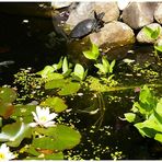 " Schildi " beim Sonnenbaden.........