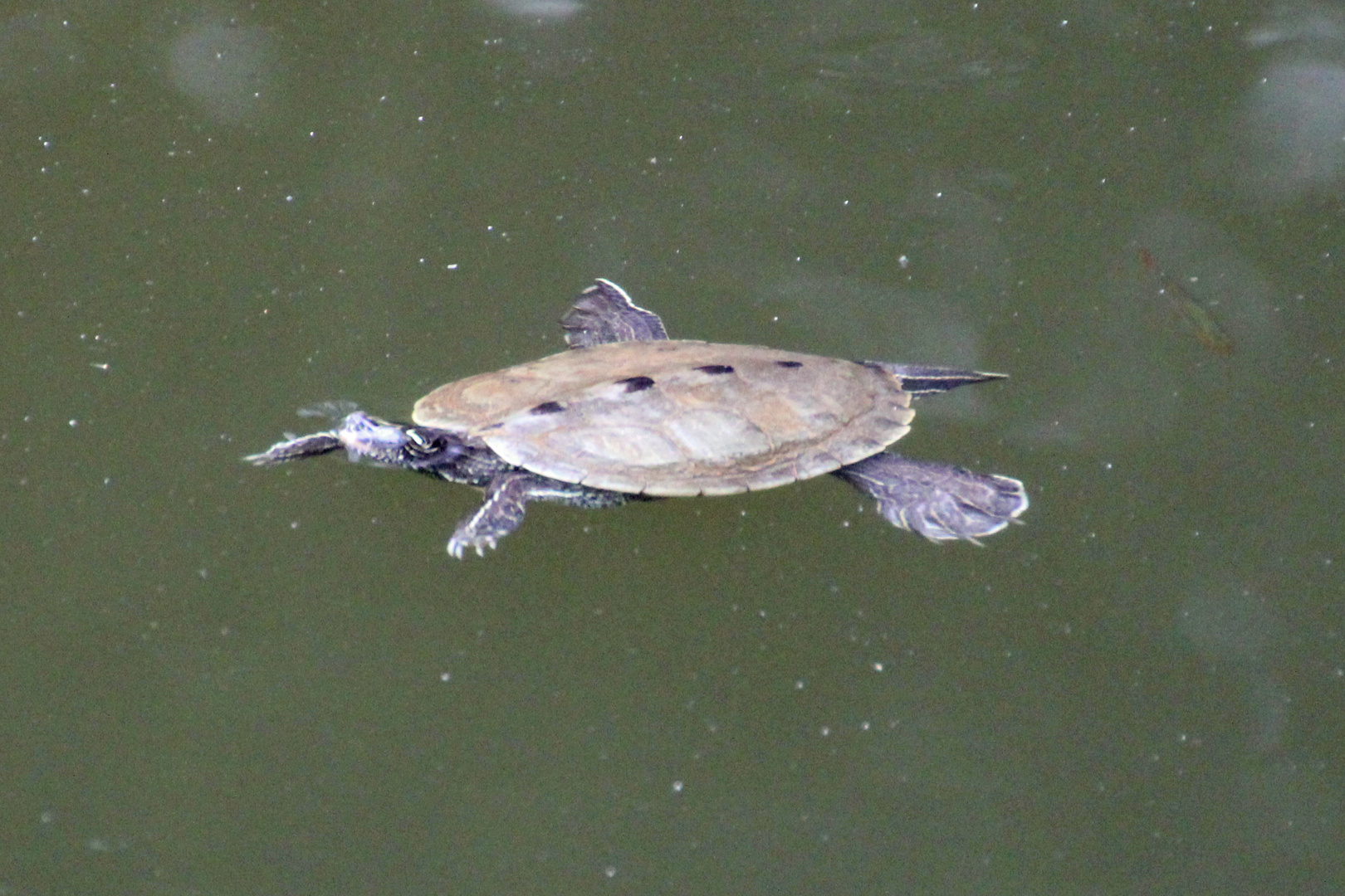 Schildi im Gartenteich.