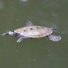 Schildi im Gartenteich.