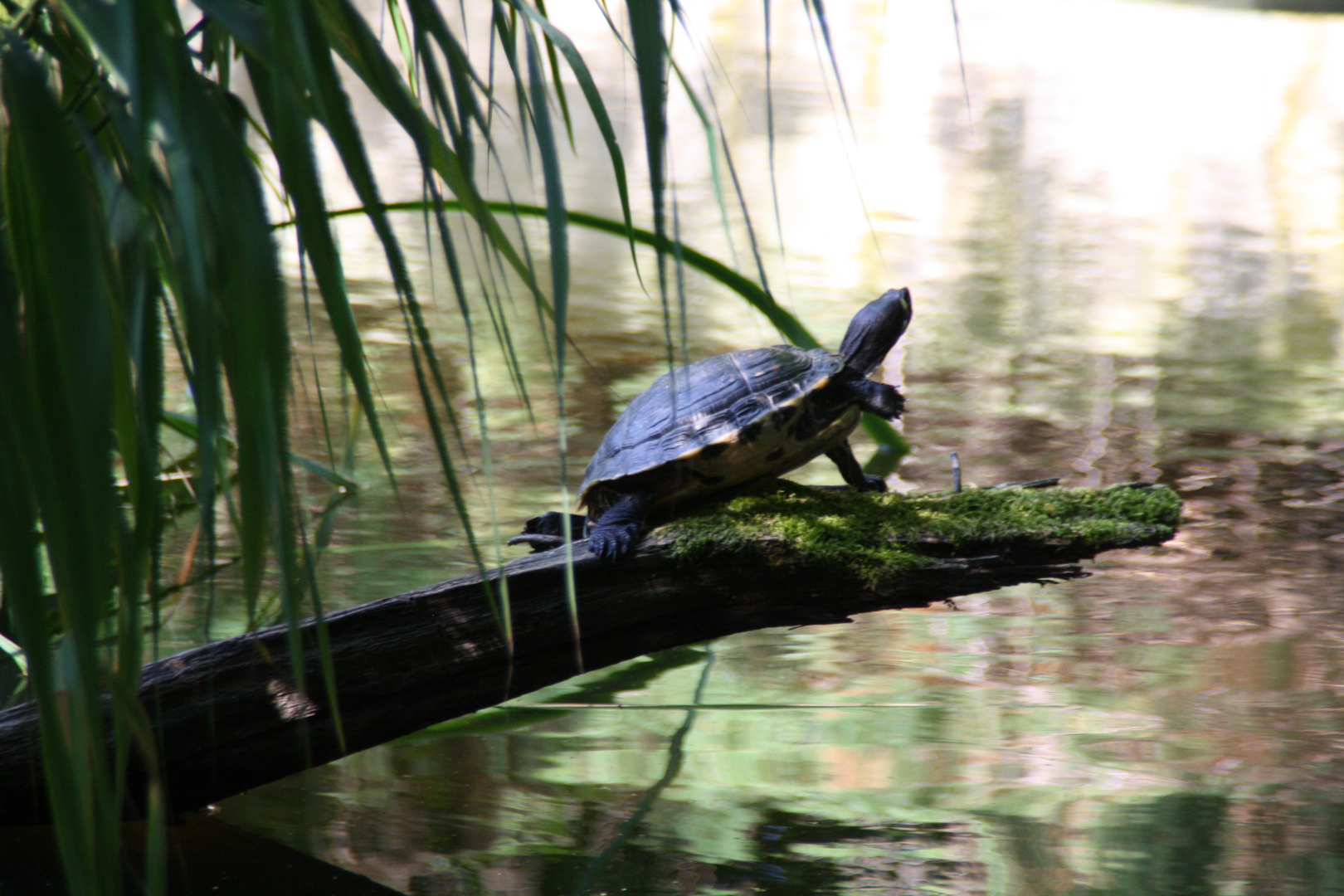 Schildi im ZOO Rostock