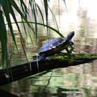 Schildi im ZOO Rostock