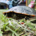 Schildi ... meine kleine Schildkröte ( Rotwange ) aus dem Gartenteich