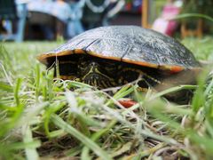 Schildi ... meine kleine Schildkröte ( Rotwange ) aus dem Gartenteich