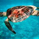 Schildi posing @ Great Barrier Reef